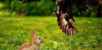 Société de Chasse Saint Hubert